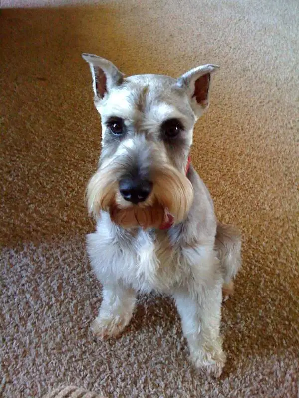 My sweet Schnauzer Hogan.