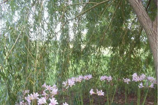 Naked Ladies, or privy lilies - I am trying to create an outside room under the willow. A perfect place to sit & have coffee before it gets too hot