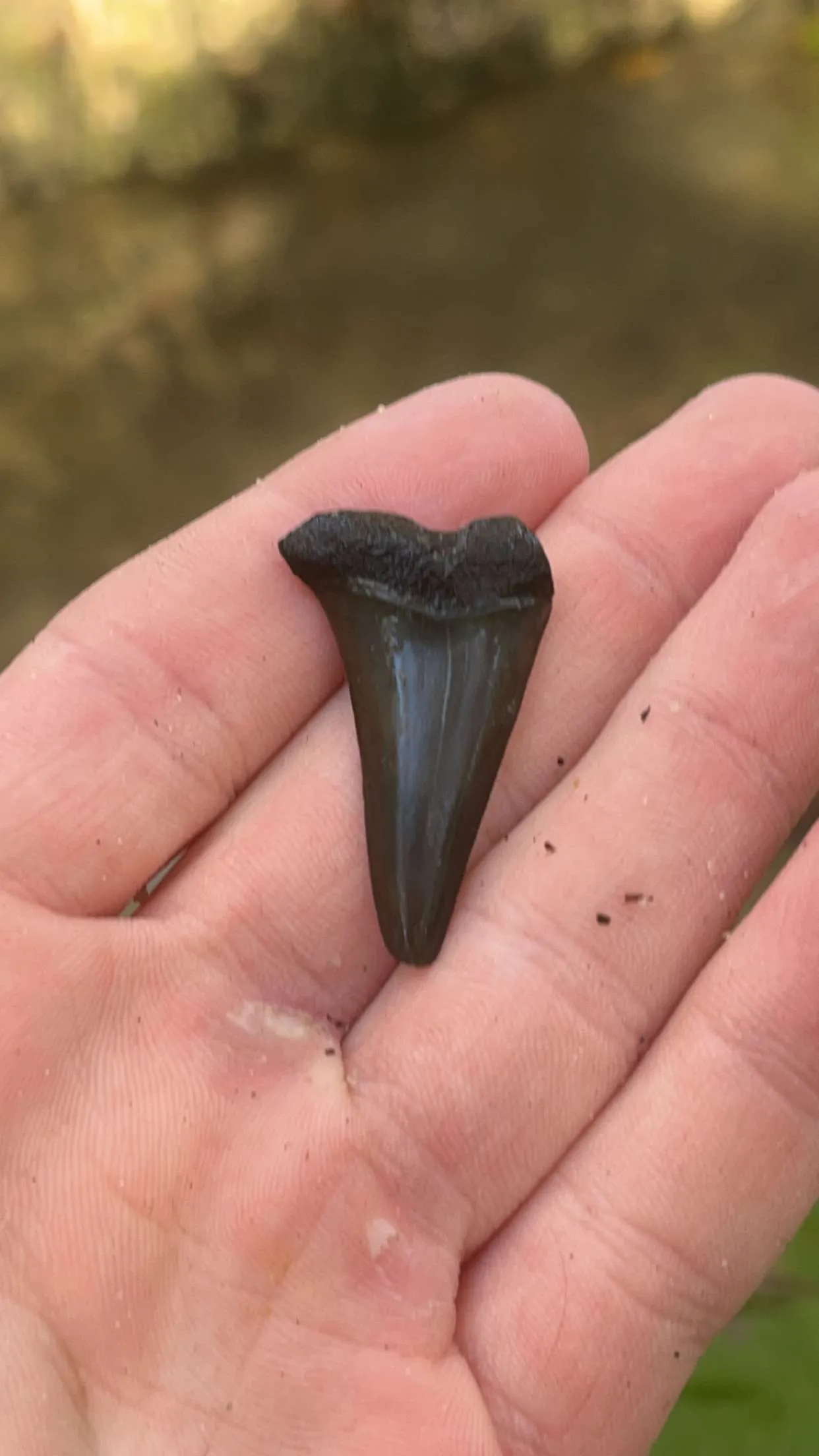 Nice little hastalis found in north Florida!