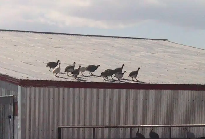 Nope...its not up here - Some of our guineas exploring the roof of the barn.  Usually have one or two up there acting as lookouts.