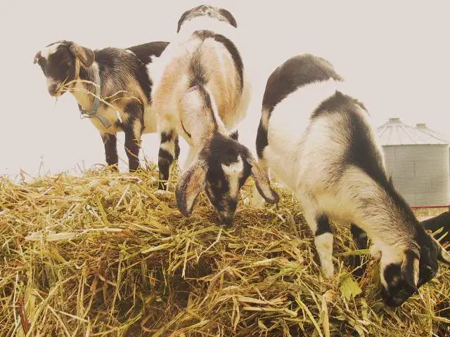 Now what? - Some of our goats playing on the hay bale in the corral.