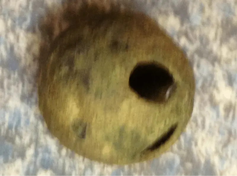 Old jingle bell...brass maybe. Cherokee Co.
