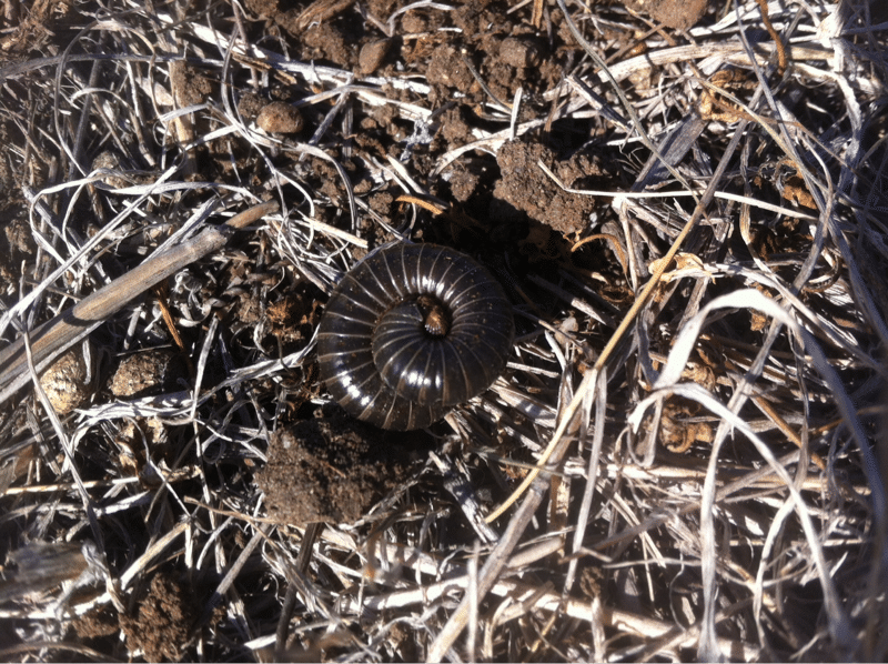 One scary millipede while digging