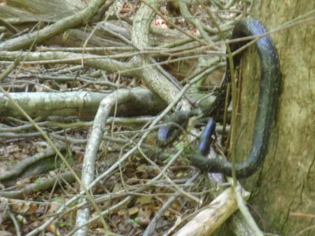 P4280990