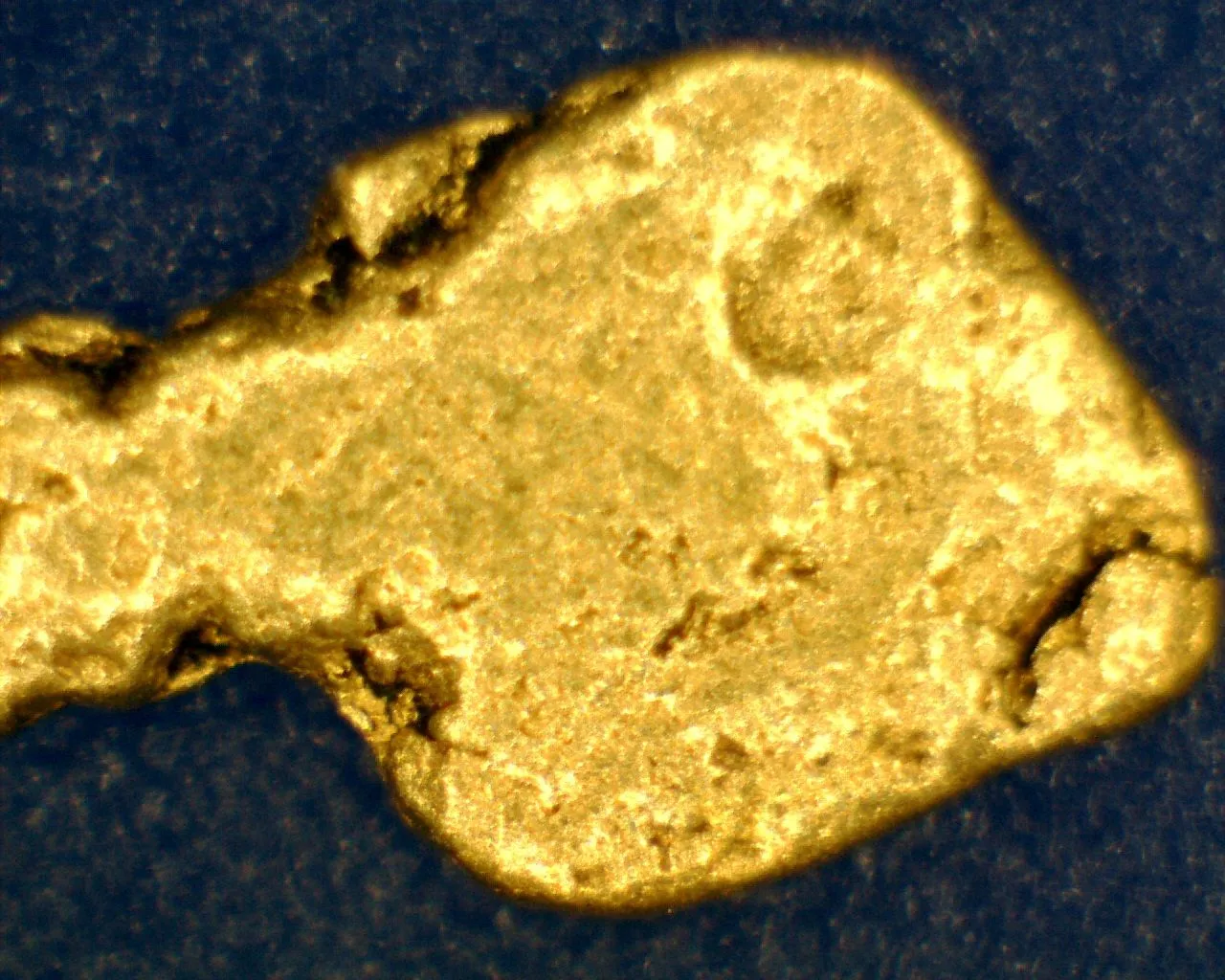 Paranha Gold