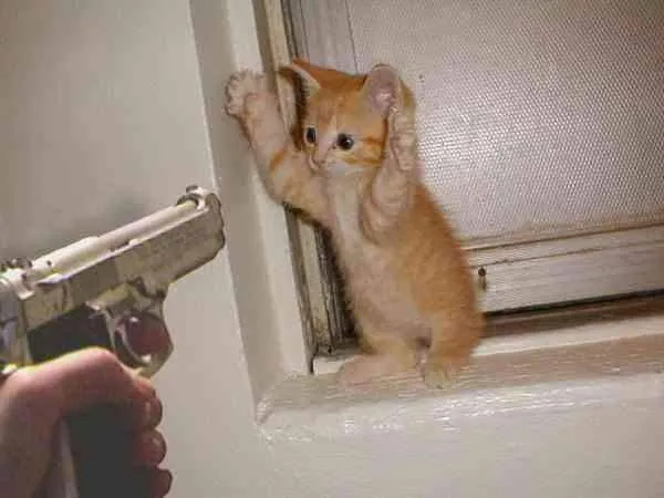 Paws up !!!