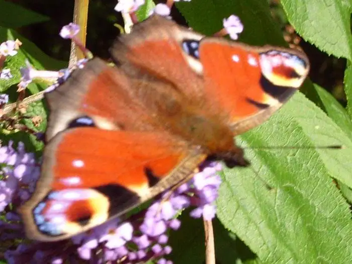 Peacock Butterfly - Garden is full of them this time of year - shot this one this morning