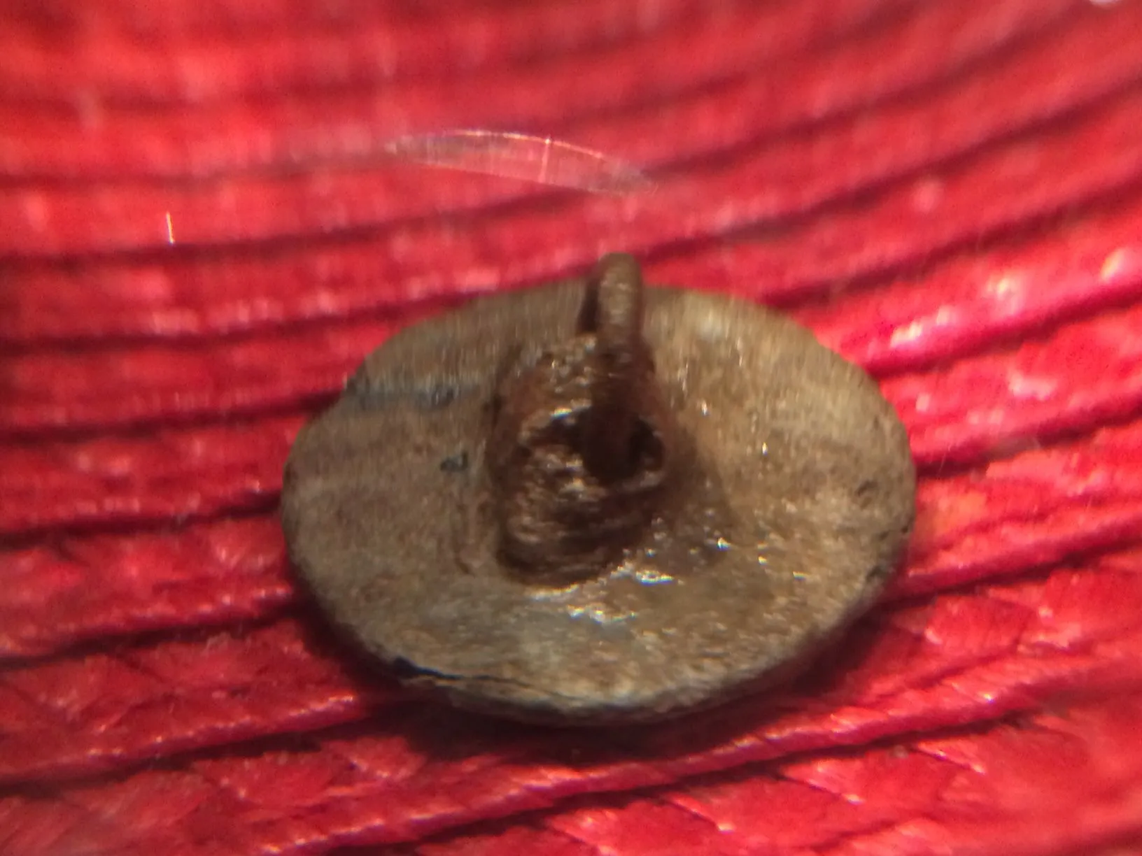 Pewter Button Shank