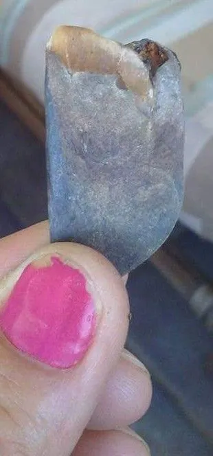 Possibly a tooth of some kind?