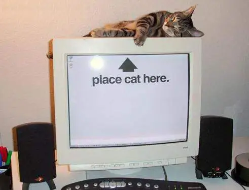 Put Cat Here