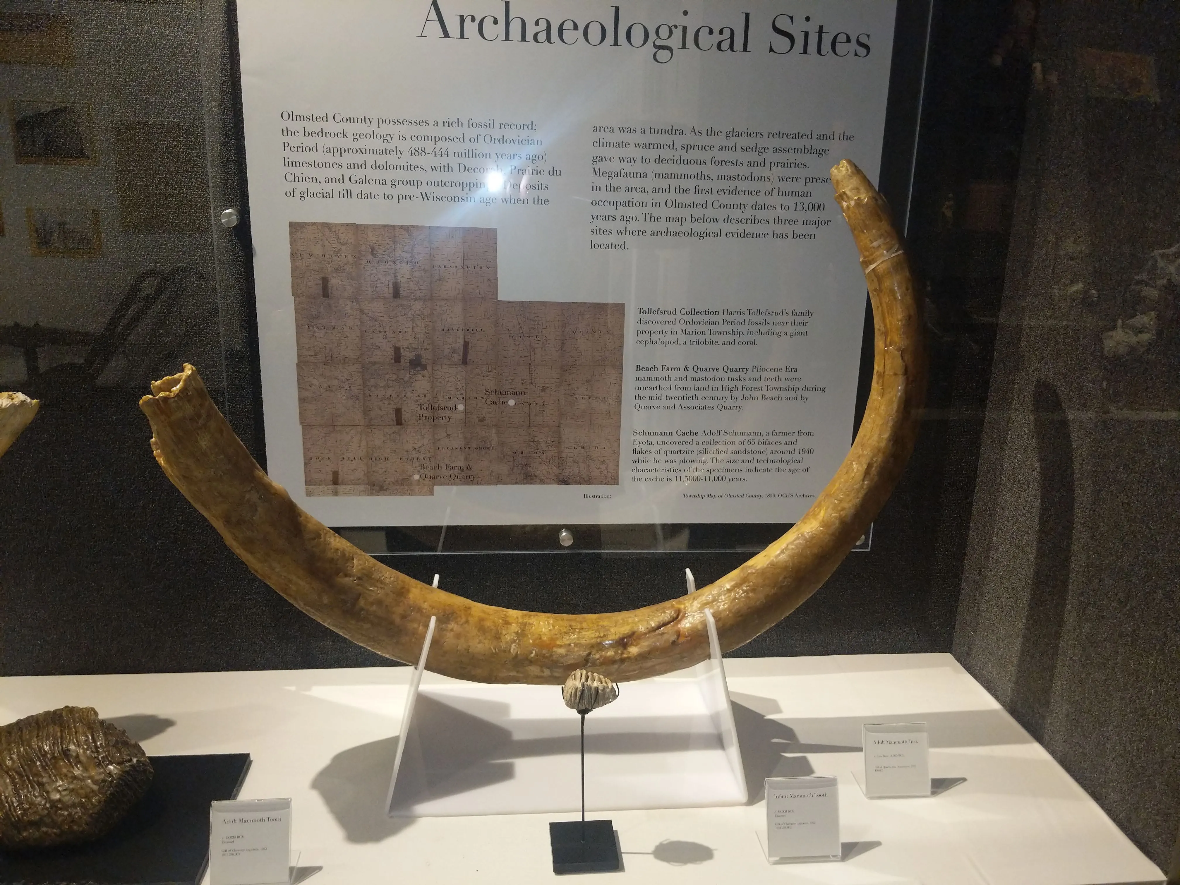 Rochester, MN - Mammoth tooth and tusk.