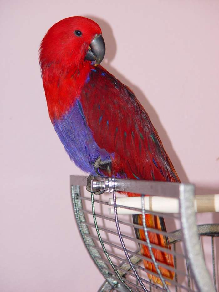 Ruby our Eclectus Parrot..She comes from South Pacific