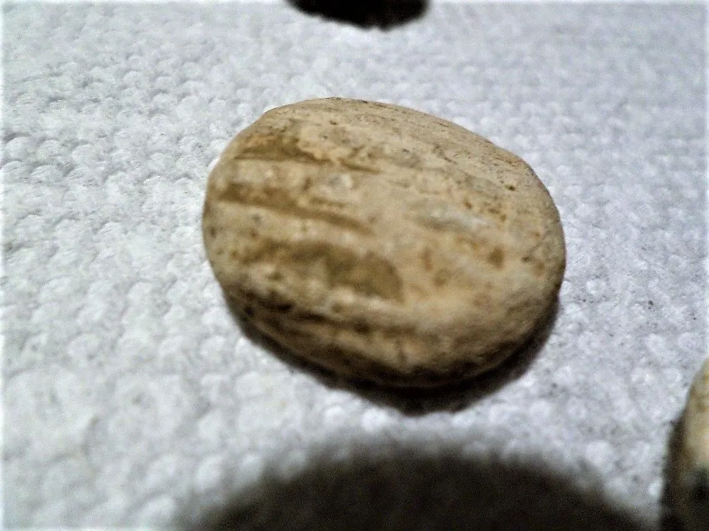 SAM 1301
