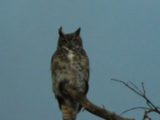 Saw a Great horned owl starring down at me one day... creepy feeling