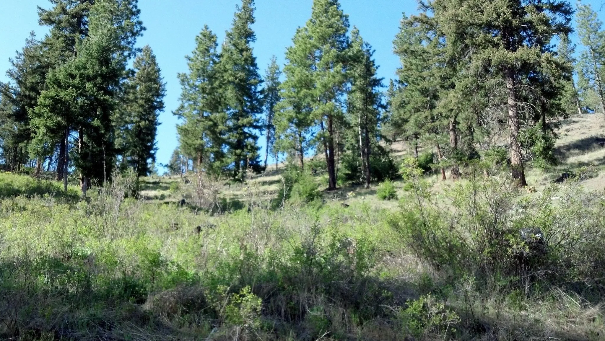 Saw some old rusty mining equipment way up the hill. Marked it on my GPS, and may hike up there sometime to see if there is an old prospect from the m