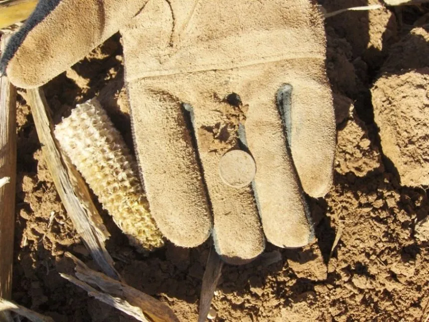 Seated Silver Coming out of a Cornfield