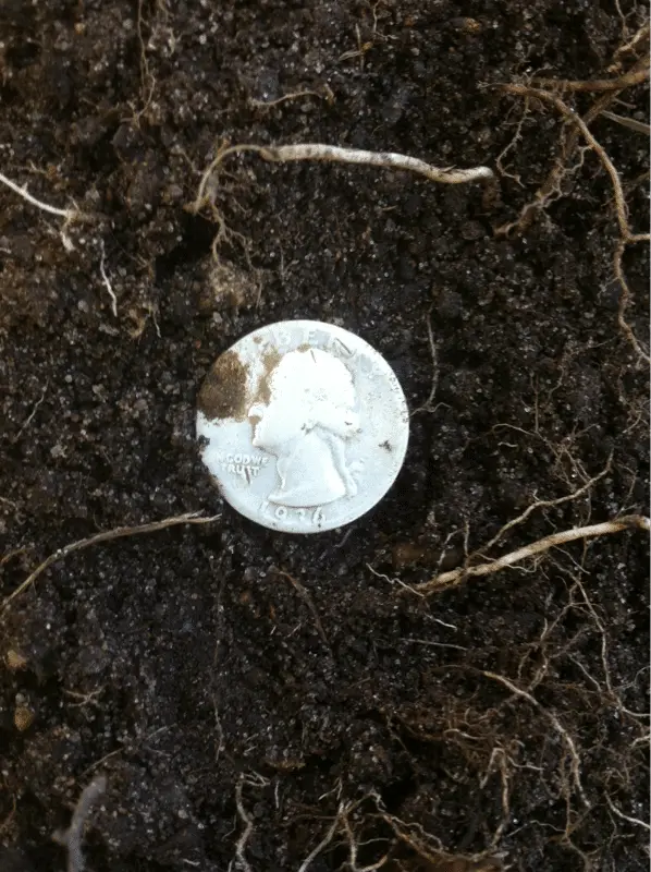 Silver quarter