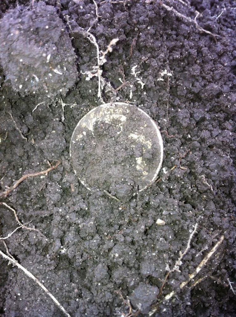 Sliver in dirt