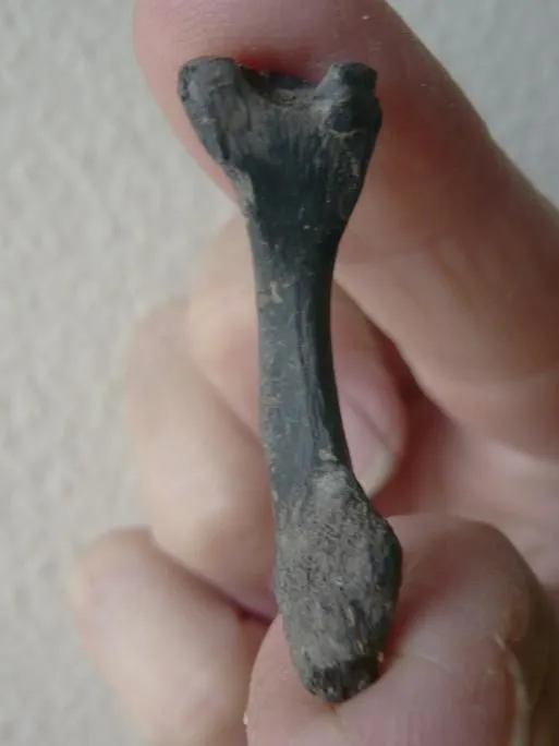 Small leg bone possibly turtle