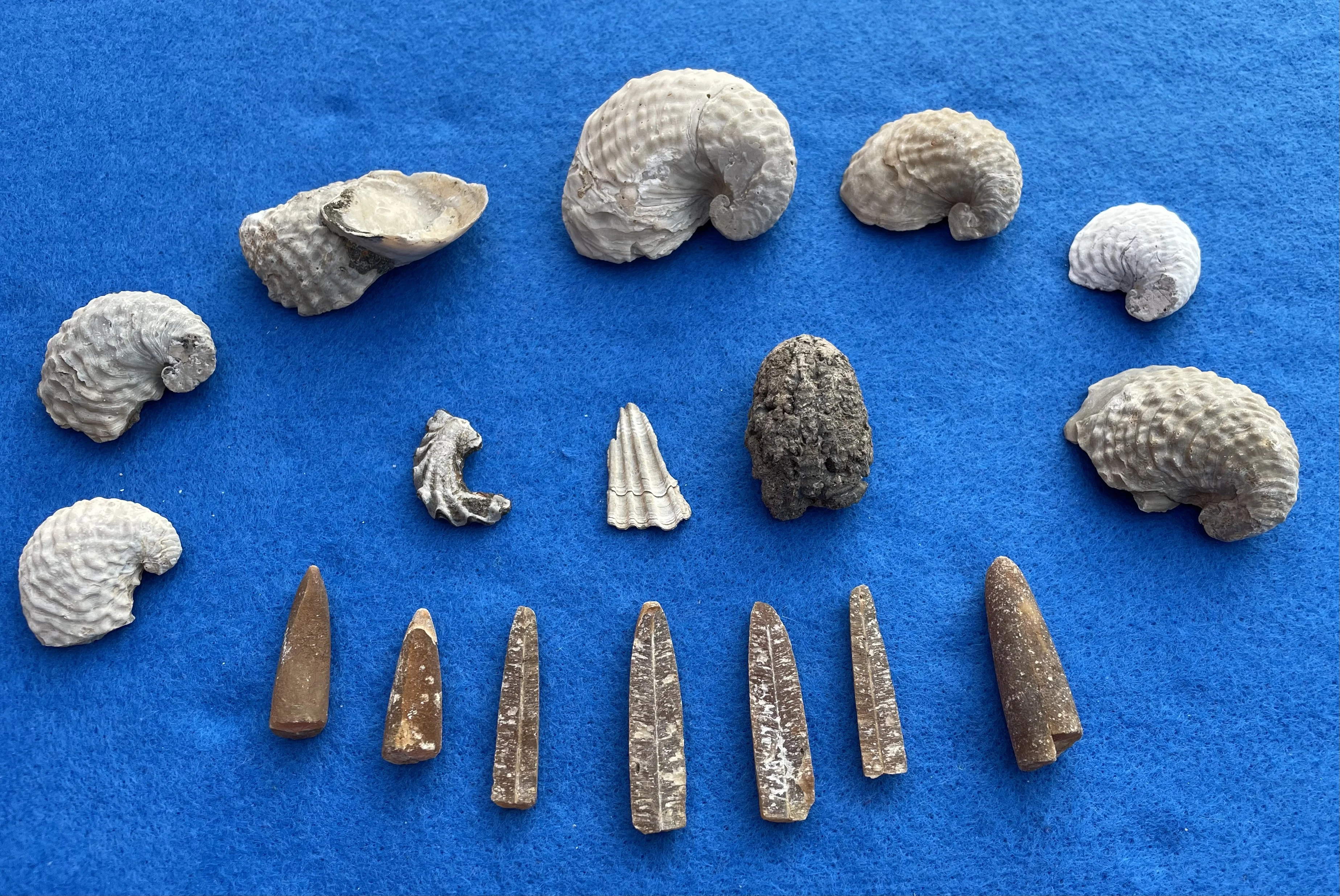 Some fossils I found at the C&D canal in Delaware City, Delaware.