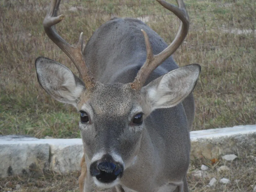 some nosy deer around here. He came to see what I was doing.