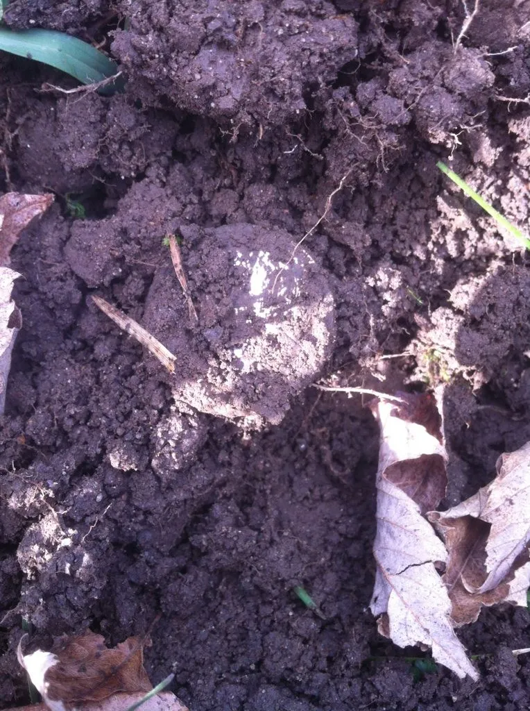 Standing 50 in dirt