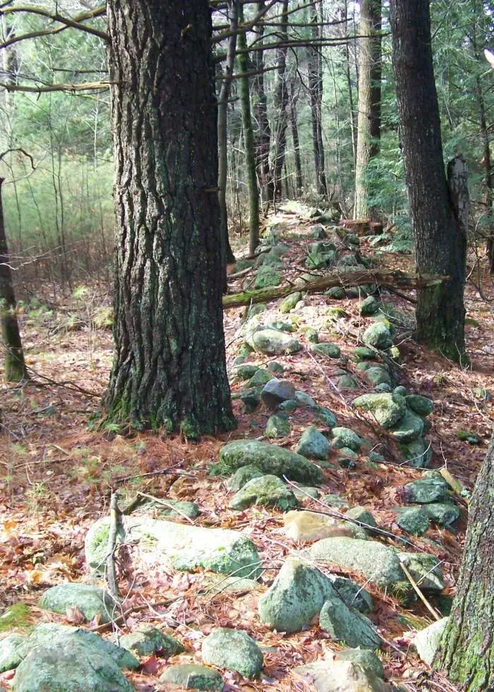 Stone wall surrounding a cellar hole -  This wall fortifies the cellar hole I found my 1804 Draped Bust Half Cent.