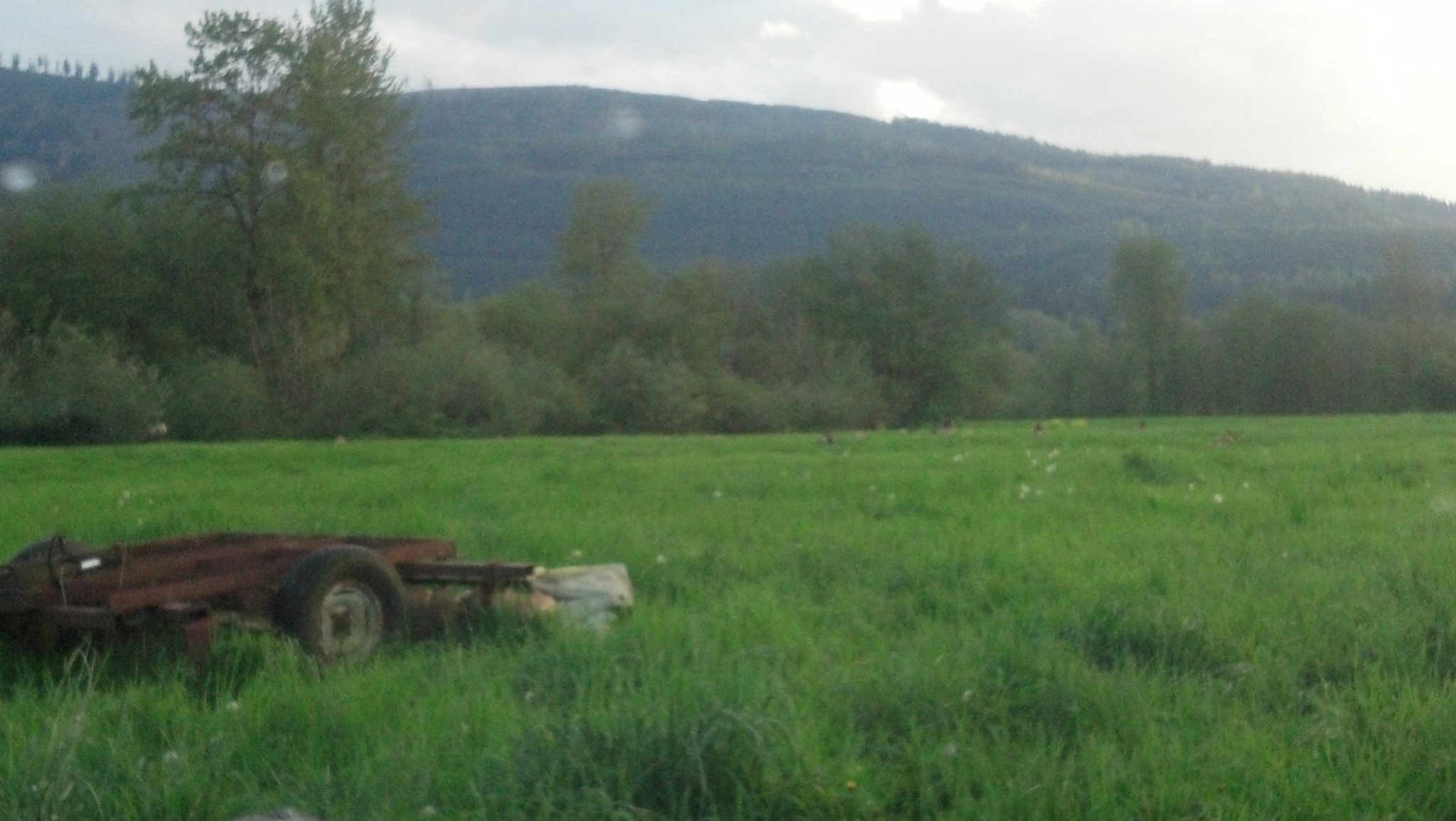 Stumbled upon a bunch of elk in a field by the schools and sport fields in Snoqualmie. Hard to see them, but they are all way out there in the field.
