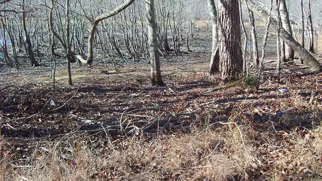 Swamp # 2 - might get your feet wet here but there are some ruins of cabins nearby ....follow me