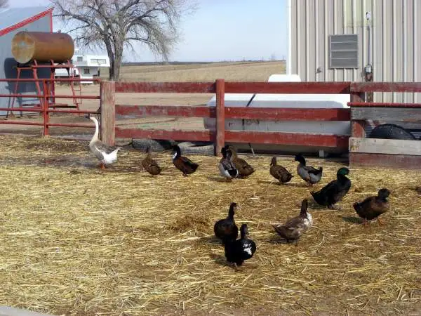 Tagging Along - Our goose who thinks he is a duck and is leader of our flock of ducks.   The original "Ugly Duckling" except he is no swan.