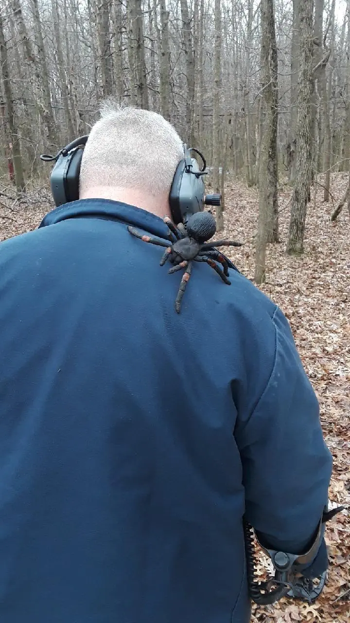 Tarantula