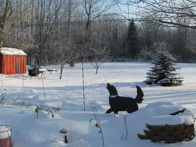 TASHA - A silhouette of our dog that we had for 14 years