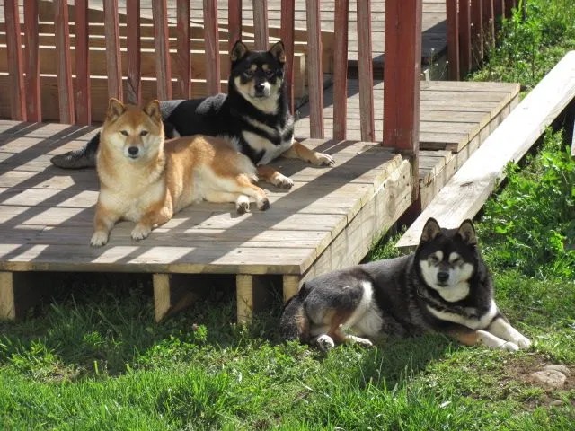 The Three Shiba's (females).
Shiba Inu's, Japaneze breed.