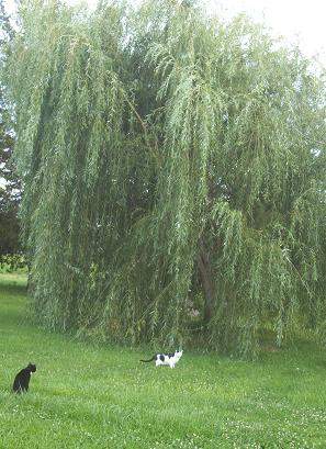 the willow - I planted this tree 5 yrs ago!  supposed to be a dwarf!  I think it likes the soil.
