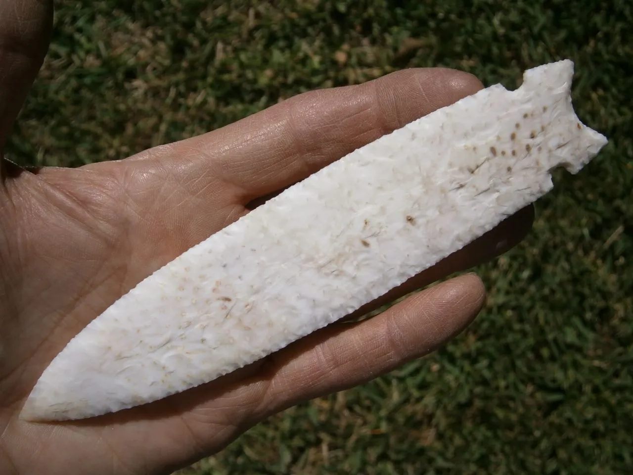 thin modern biface petrified palmwood