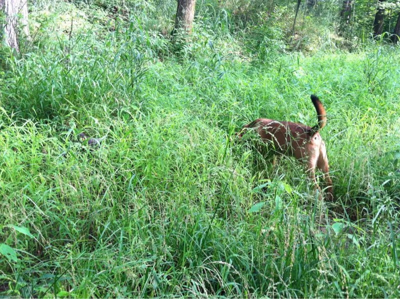 Think he's on the trail of treasure?