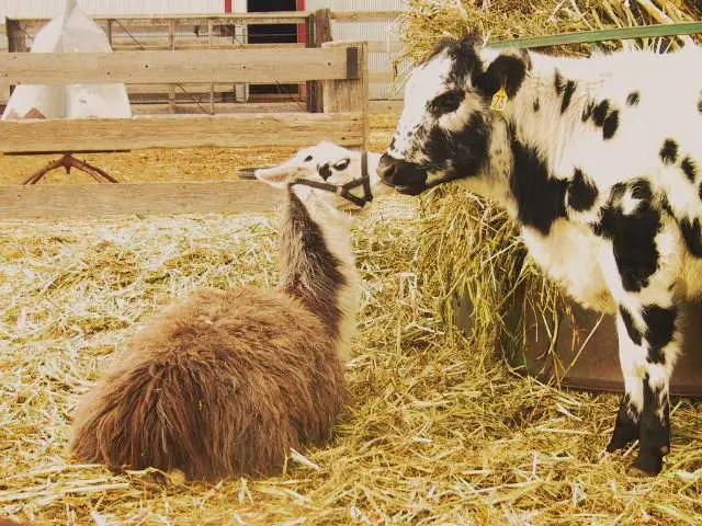 This is MY spot - Molly Llama objecting to Dottie's attempt to move next to her.