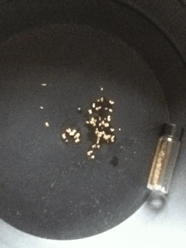 This one shows Arizona concentrate next to the gold I got from Felix motherload paydirt (vial)