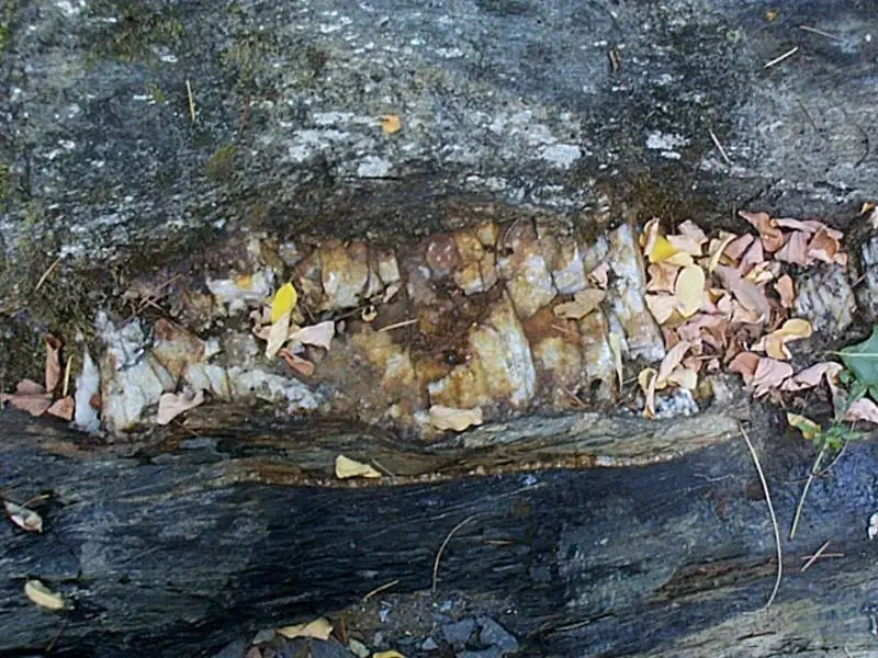 This quartz had a bunch of nuggets pack into it from the winter floods. It made a great riffle.