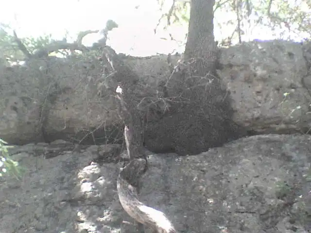 tough tree - tree splitting cliff