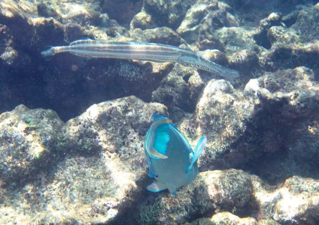 trumpet fish & parrot