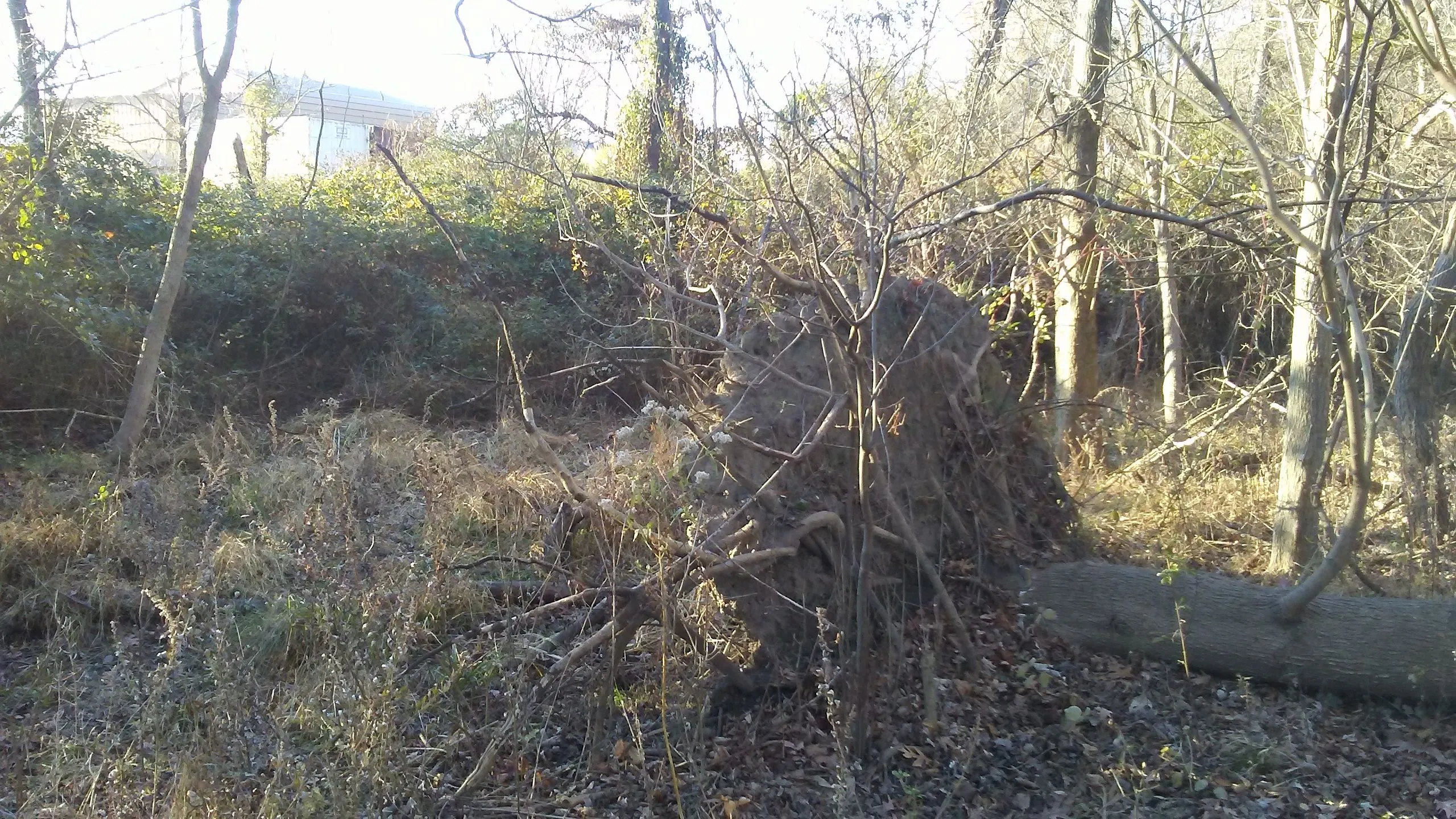 uprooted tree where artifacts were found.