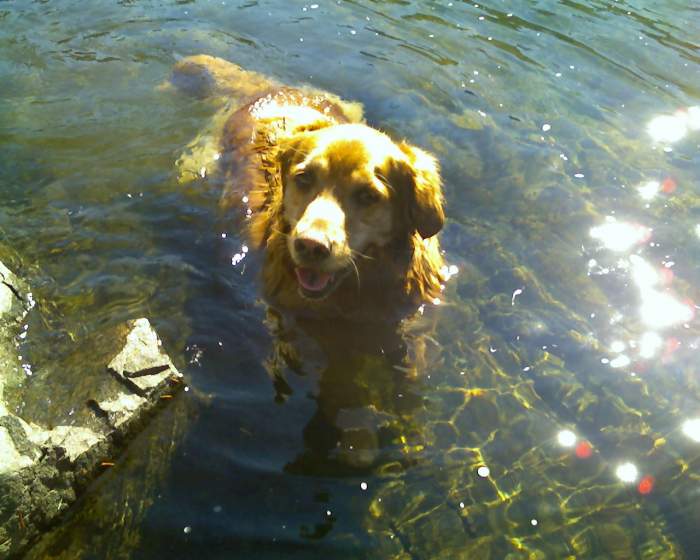 Water Hound - Abby the amphibious dog.