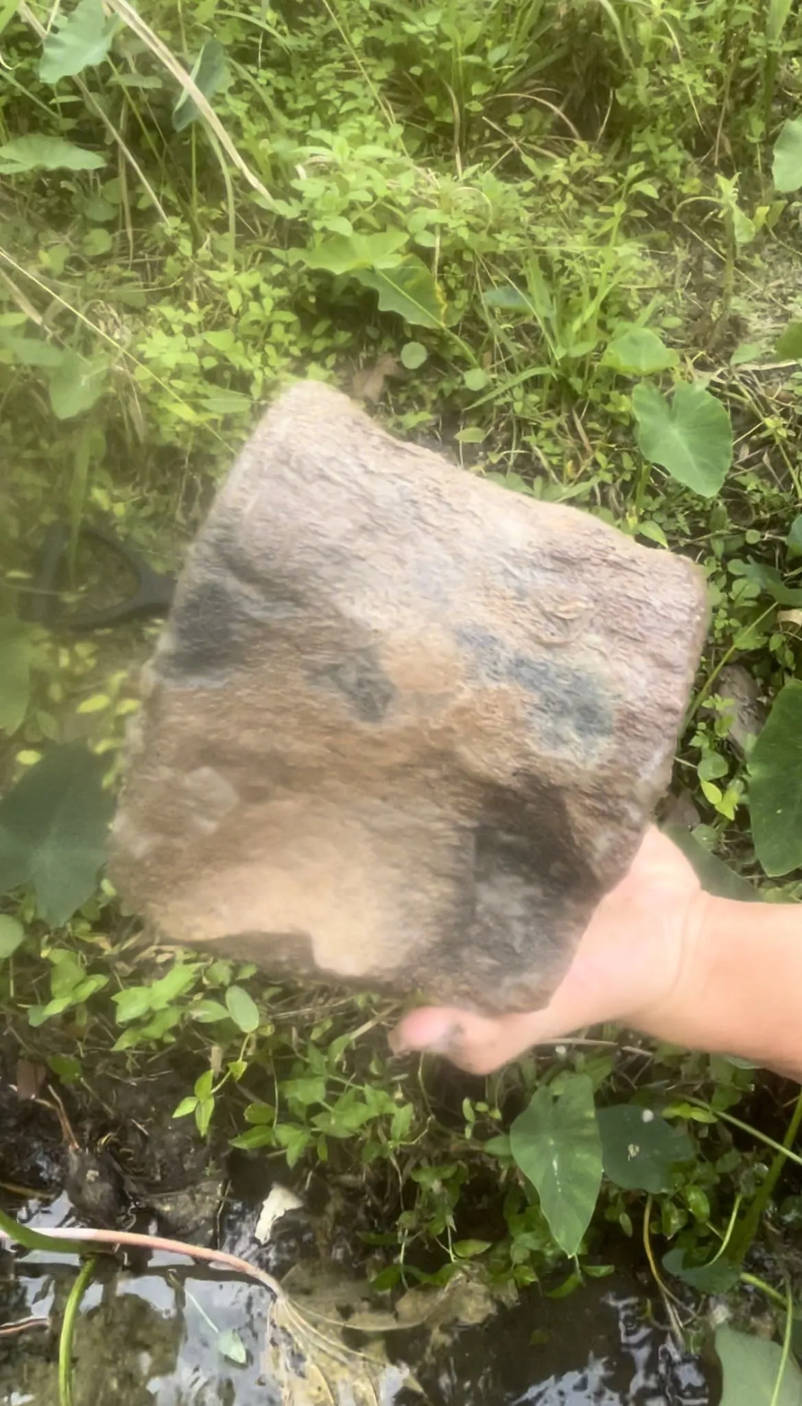 Whale vertebrae! Found in central Florida