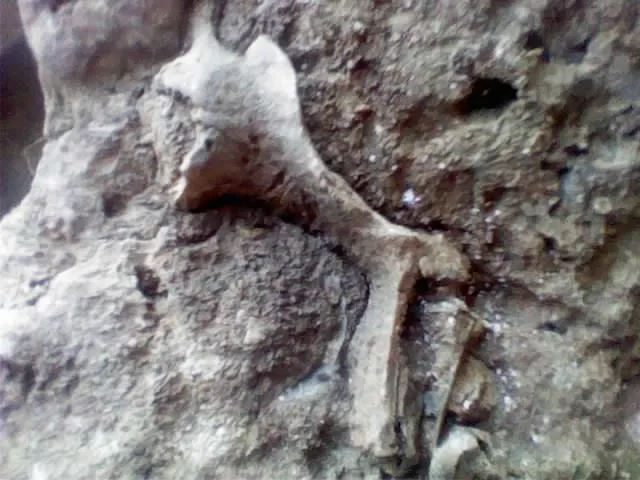 What is this?  Bones~