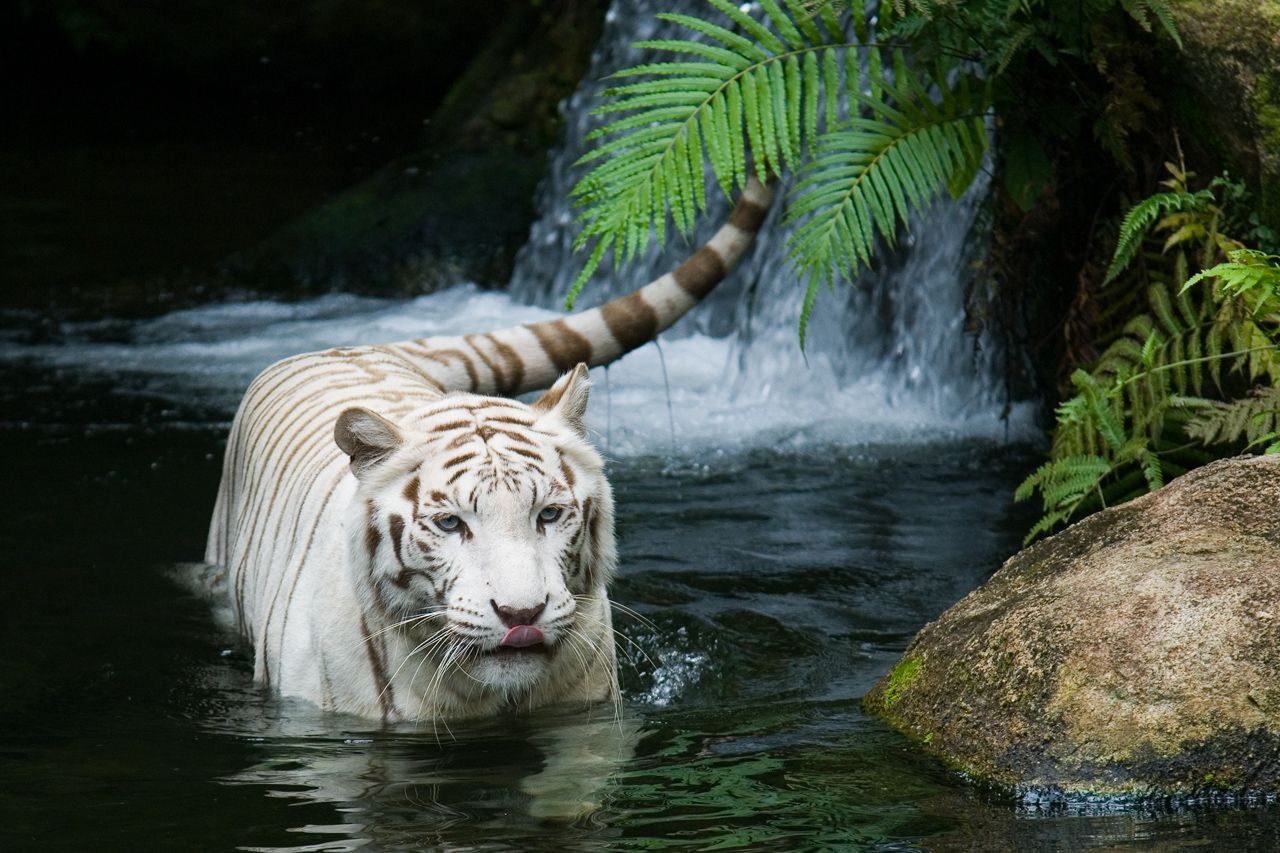 white tiger nature forest
