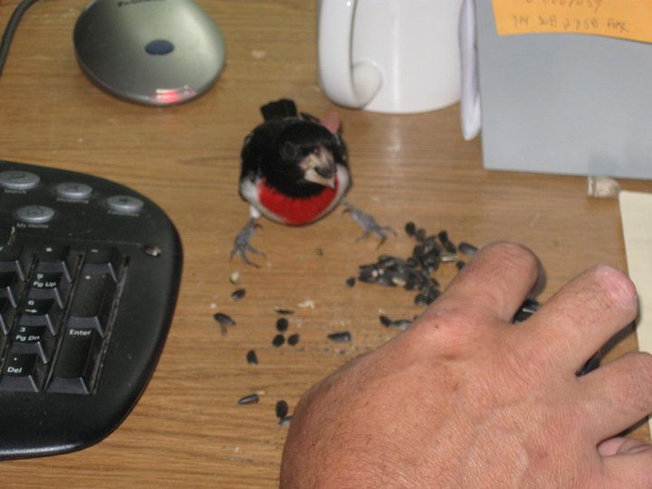 Wild bird that I enticed onto my workdesk in the house with some sunflower seed. He hung out with me everyday while I worked for about 2 weeks.