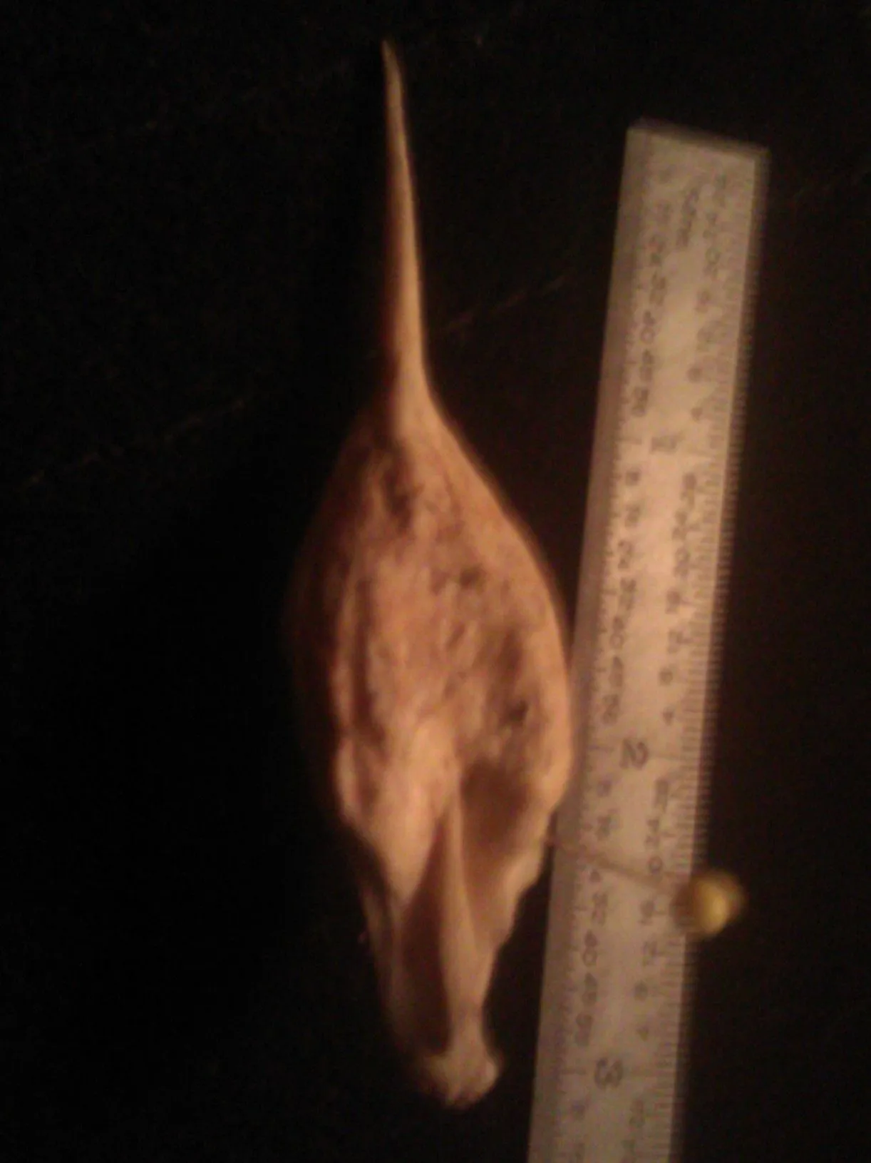 wrdfossil a3