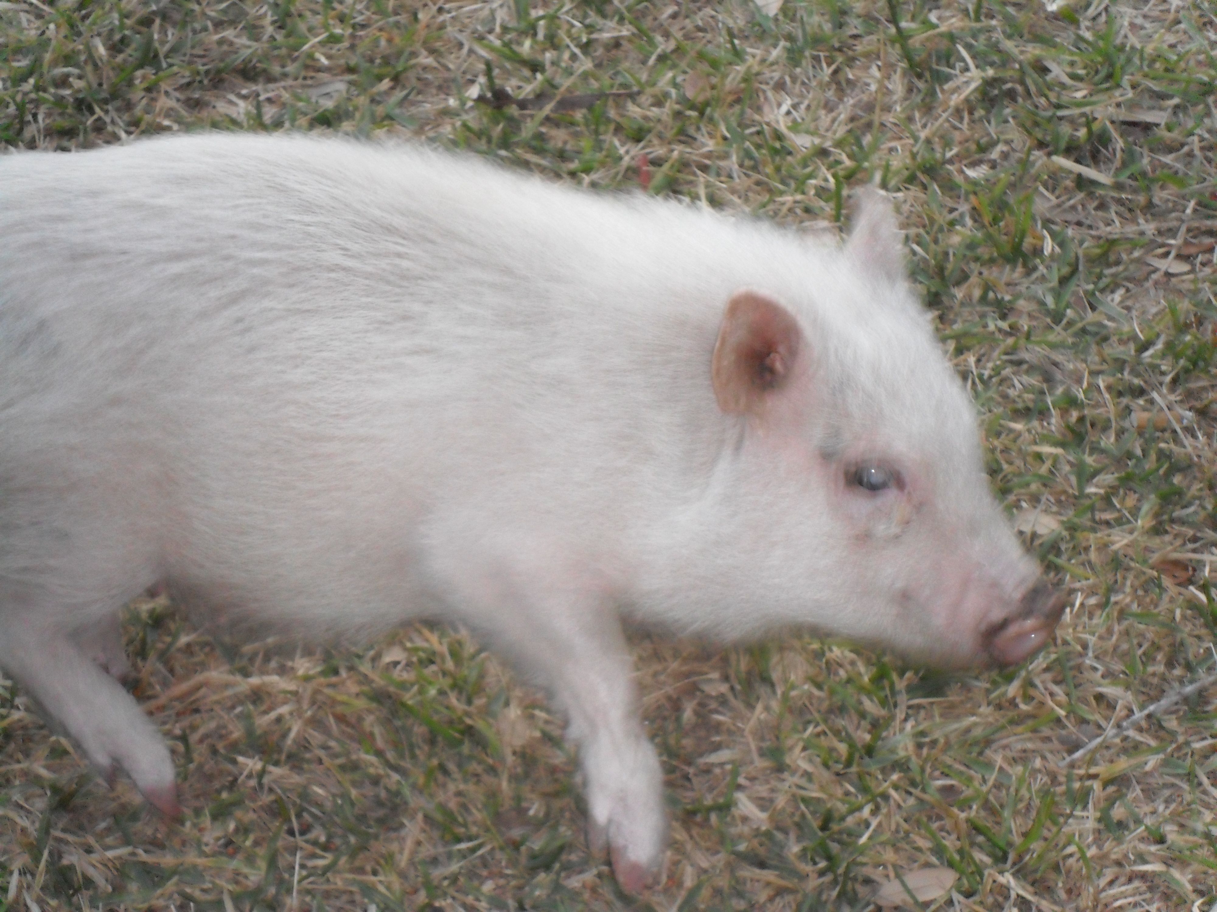 yes, this lil piggy wandered through my yard one afternoon... i guess he was lost