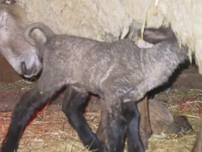 yum yum, chow time - One of our new lambs getting a quick snack.